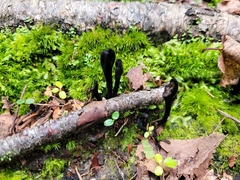 Geoglossum