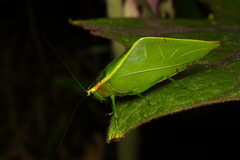 Acropsis tectiformis