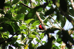 Ramphocelus dimidiatus