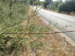 Tamarix