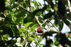 Ramphocelus dimidiatus