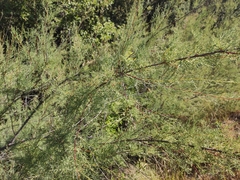 Tamarix