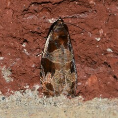 Olethreutes footiana