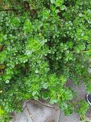 Prostanthera rotundifolia