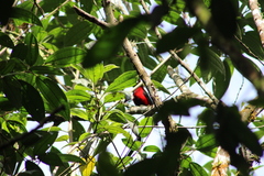 Ramphocelus dimidiatus