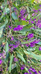 Hardenbergia violacea