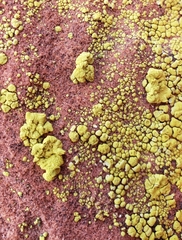 Acarospora socialis