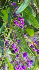 Hardenbergia violacea