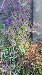 Hardenbergia violacea