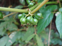 Begonia longifolia