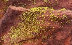 Acarospora socialis