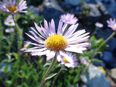 Erigeron glacialis