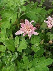 Chrysanthemum morifolium