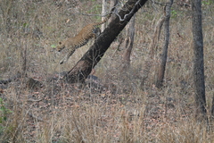 Panthera pardus fusca