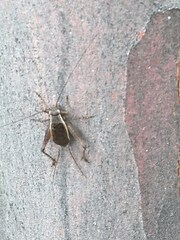 Eurepa marginipennis