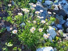 Erigeron glacialis