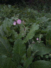 Silene dioica