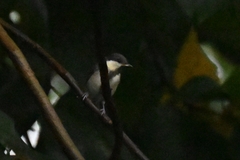 Parus minor