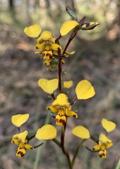 Diuris maculata
