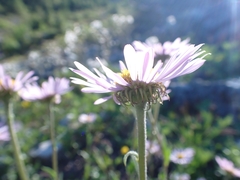 Erigeron glacialis