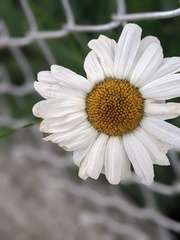Anthemideae