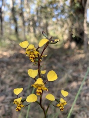 Diuris maculata