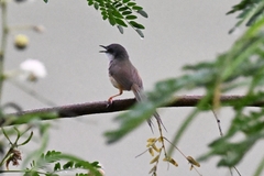 Prinia flaviventris