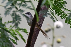 Prinia flaviventris