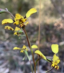 Diuris maculata