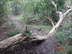 Dendrobium gracilicaule howeanum