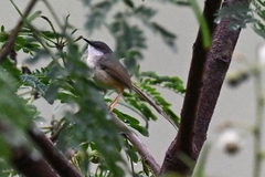 Prinia flaviventris