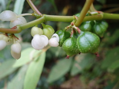 Begonia longifolia