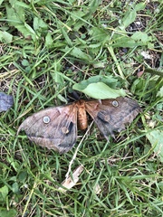 Antheraea polyphemus