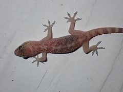 Hemidactylus turcicus
