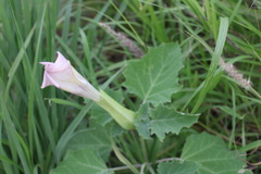 Datura
