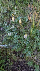 Sanguisorba stipulata