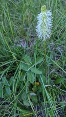 Sanguisorba stipulata