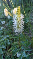 Sanguisorba stipulata