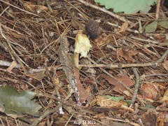 Monotropa hypopitys