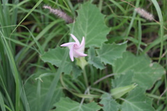 Datura