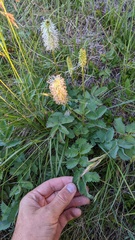 Sanguisorba stipulata