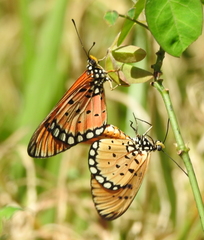 Acraea terpsicore