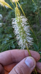 Sanguisorba stipulata