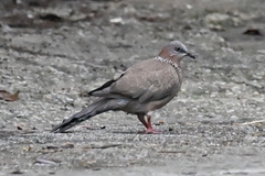 Streptopelia chinensis