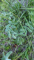 Sanguisorba stipulata