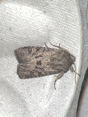 Luperina testacea