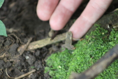 Rhinella