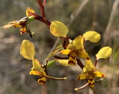Diuris maculata