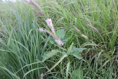 Datura