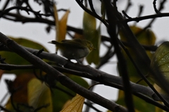 Zosterops simplex simplex